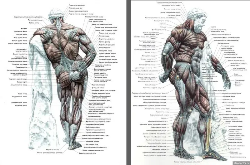 Гид по развитию мышц кора: анатомия, тесты и программа тренировок. Гид по развитию мышц кора: анатомия, тесты и программа тренировок Функции мышц кора