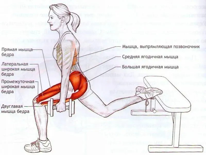 Какие мышцы работают при наклонах вперед. Правильный наклон вперед