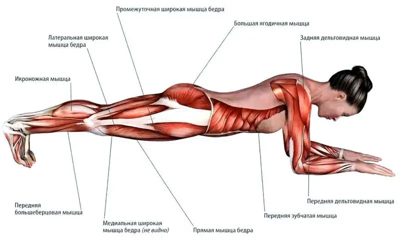 Как отжиматься сложнее. Какие мышцы работают при отжимании разных видов? Отжимания с ногами на фитболе