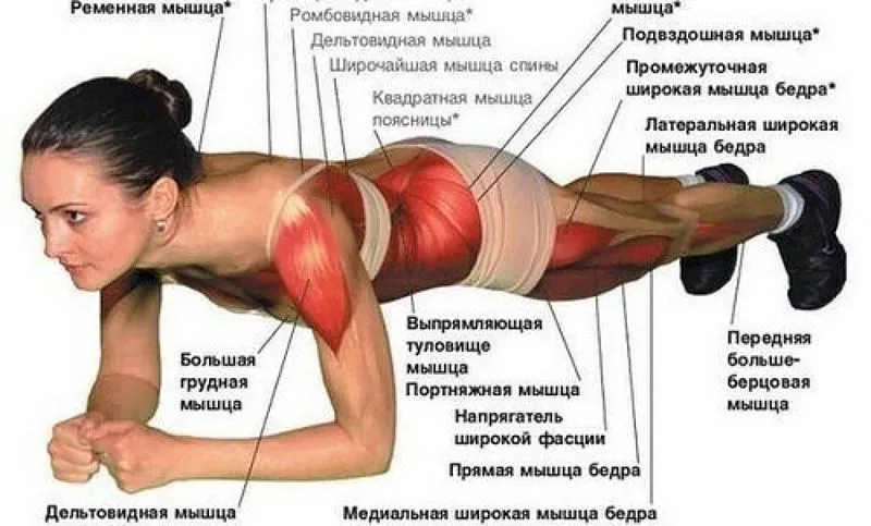 С чем совместить тренировку спины. Какие мышцы нужно тренировать вместе, чтобы получить максимальный эффект от тренировки? Двуглавая мышца плеча