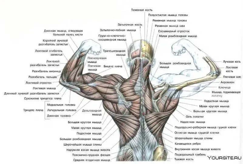 Укрепление широчайшей мышцы спины. Как тренировать глубокие мышцы спины