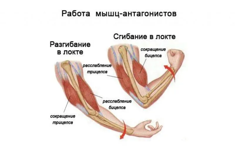 Локтевой сустав. Как работает локтевой сустав Мышцы действующие на локтевой сустав