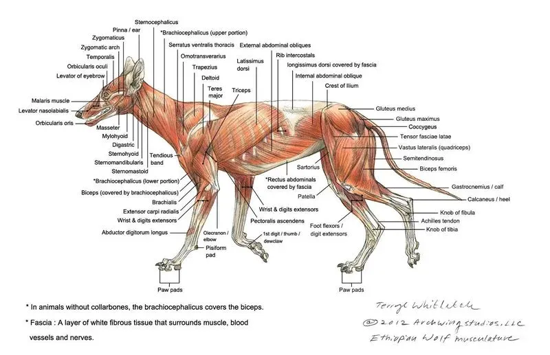 Анатомия животных огау. Мышцы головы