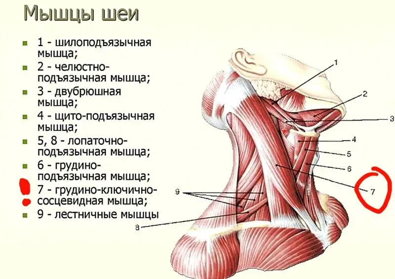 Последовательность послойного расположения мышц плечевого пояса. Мышцы, двигающие плечевой пояс