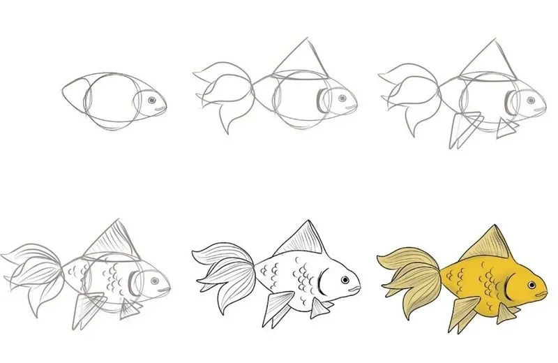 Как нарисовать рыбу. Как нарисовать рыбу Контуры рыбы для раскрашивания