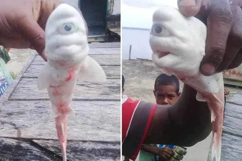 Страшные фотографии мутантов и странных существ. Рыба-мутант поймана в пруду первоуральска Пойманные рыбы мутанты