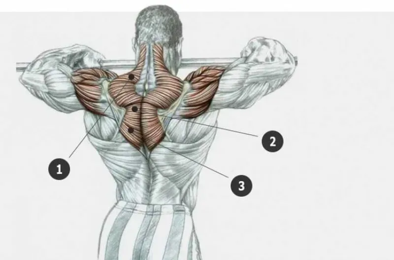 Упражнения для тренировки мышц спины. Упражнения для развития мышц спины