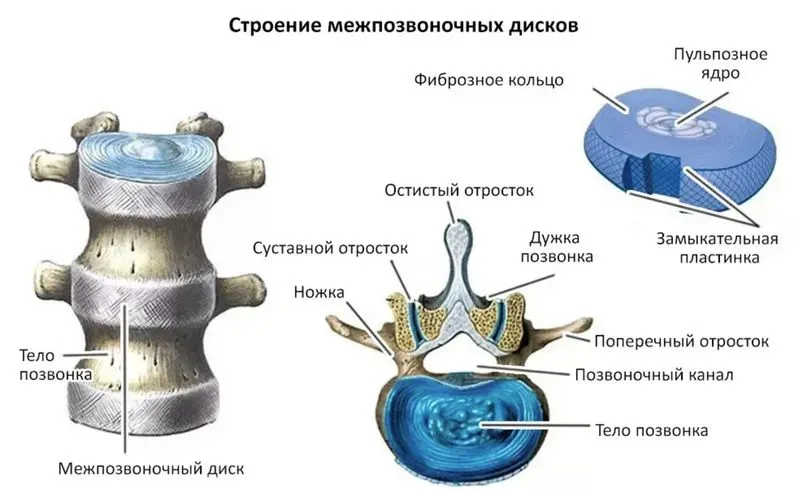 Задние крестцовые отверстия латынь. Грудные позвонки, vertebrae thoracicae и поясничные позвонки, vertebrae lumbales