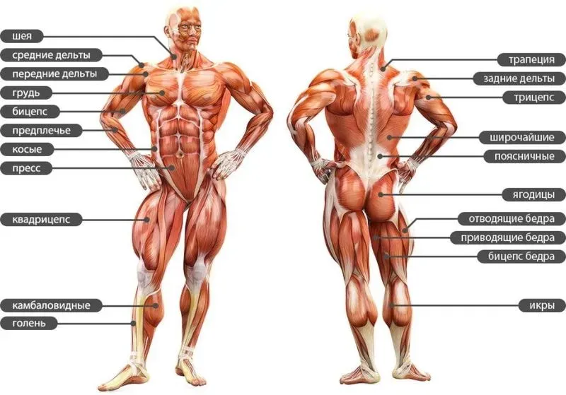 Как прокачать все мышцы тела в домашних. Развиваем мускулатуру в домашних условиях