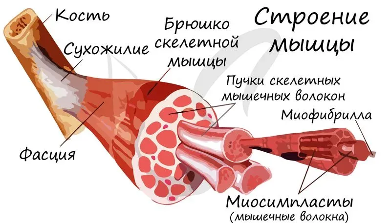 Характеристика сердечной мышцы. Сердечная мышца человека