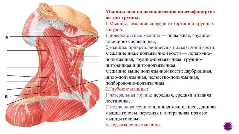 К чему крепится грудинно подъязычная мышца. Мышцы и фасции шеи